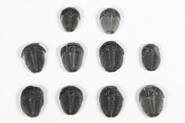 Lot: / Elrathia Trilobites - Pieces #91939